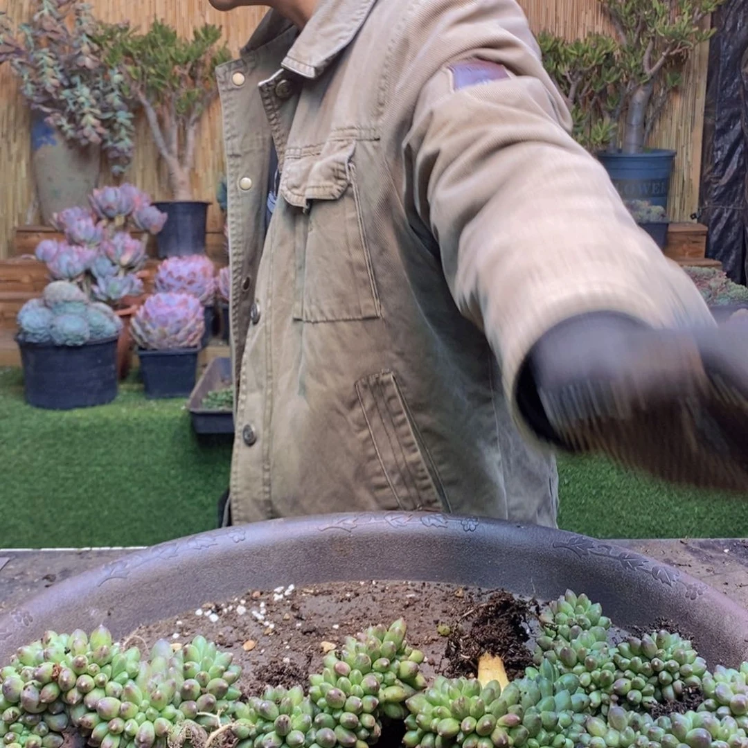 汤*156 号千代田缀化多肉