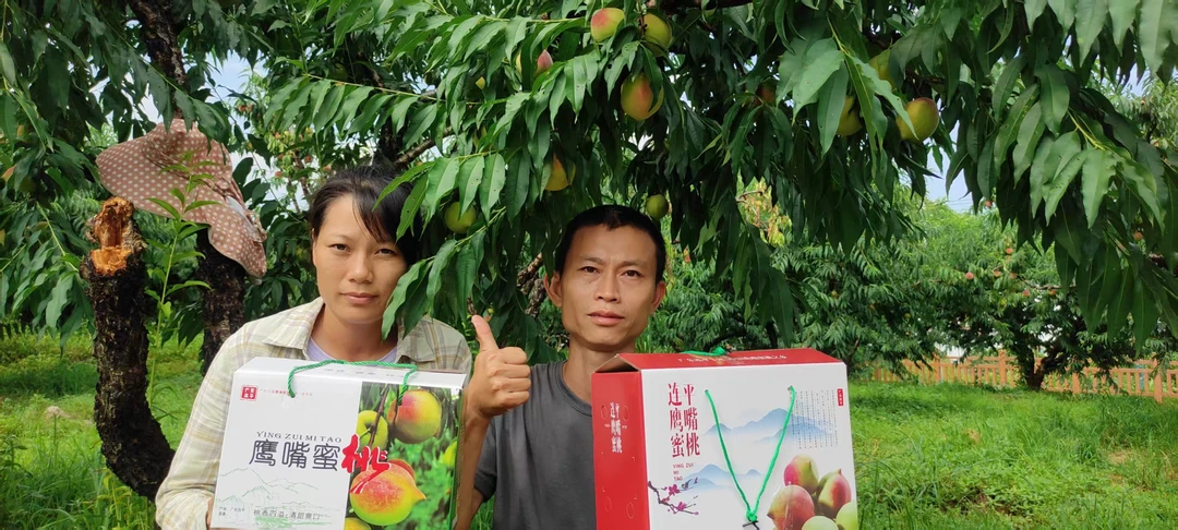 连平上坪鹰嘴蜜桃现摘新鲜脆甜桃子当季时令水果产地顺丰直发