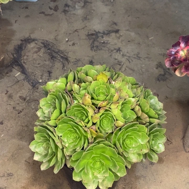 万圣节多肉植物55