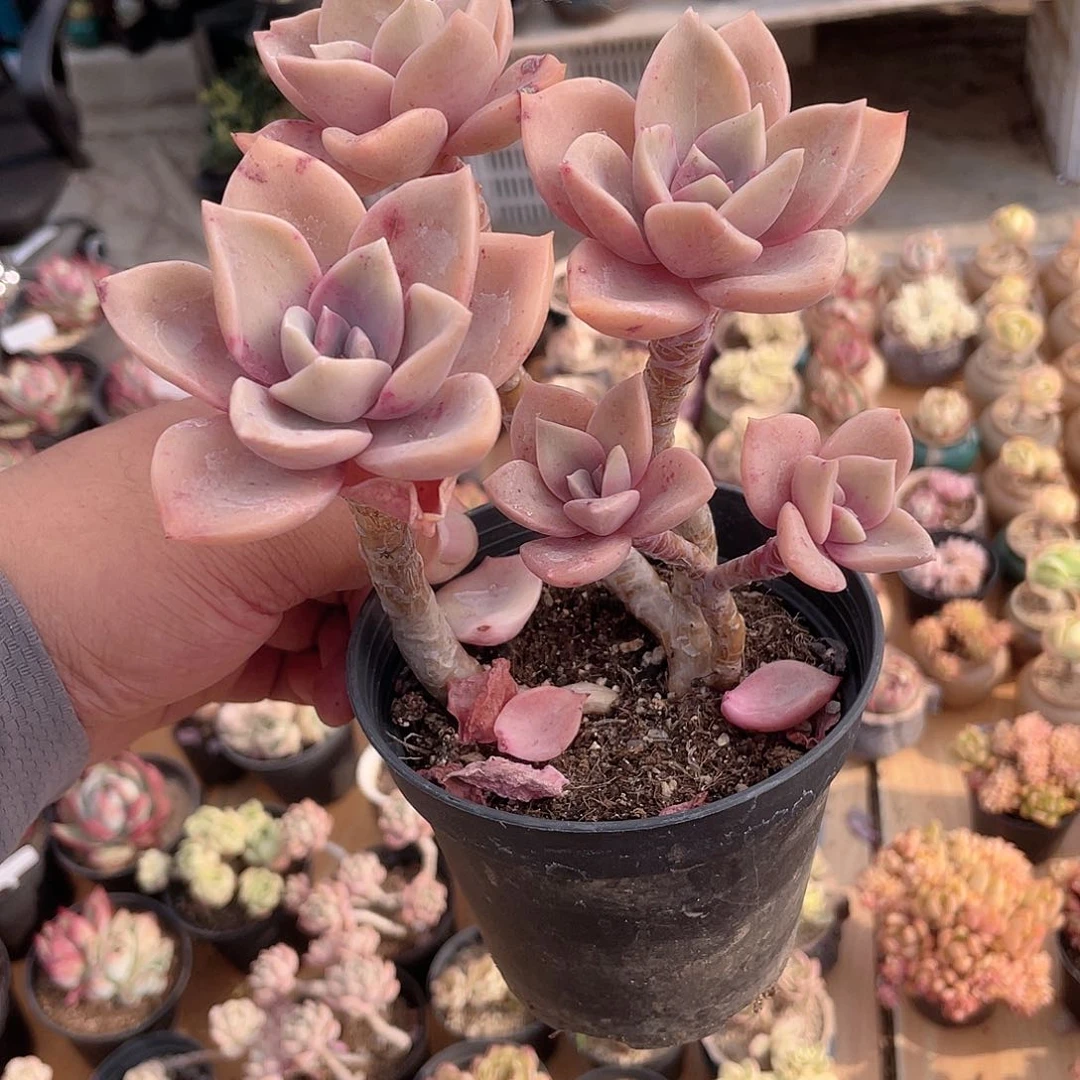 2844  旭鹤 六月六