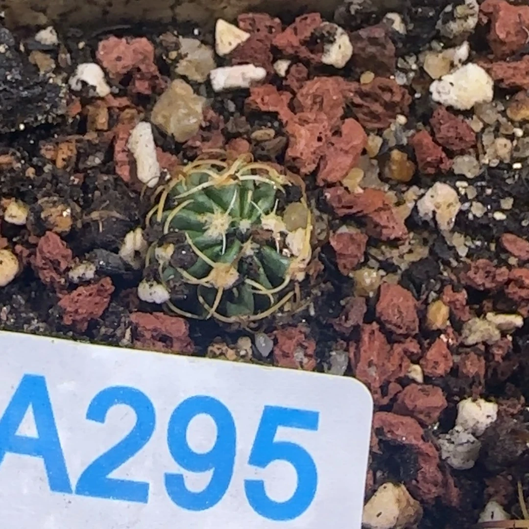 武藏 实生仙人球295