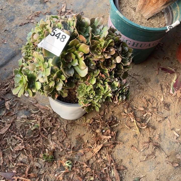 多肉柠檬玫瑰缀化548