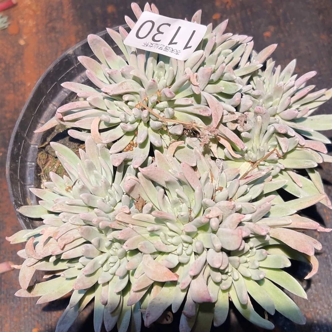 1130仙女杯多肉白菊杂交仙女杯多肉