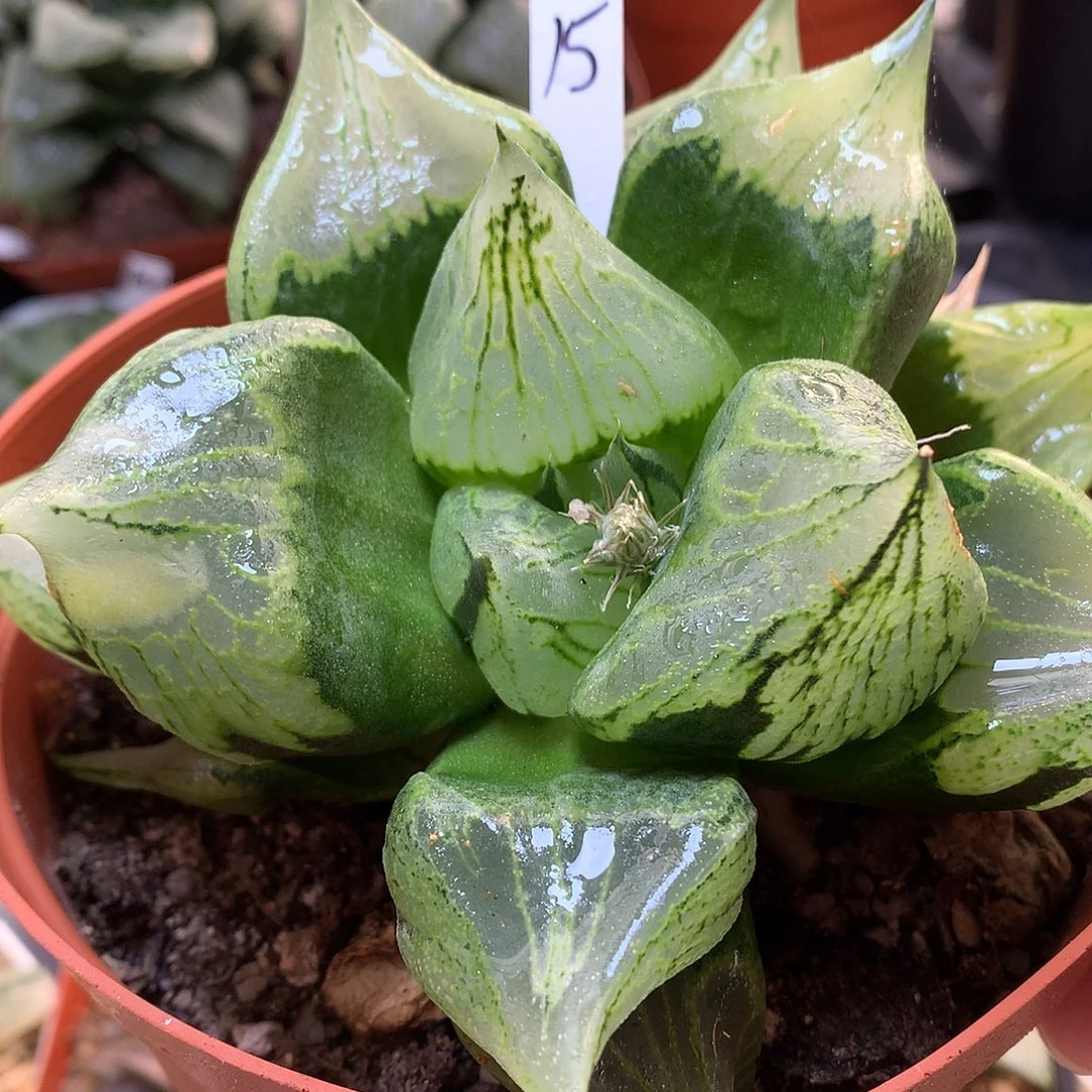 裹般诺母本带盆土发货lll