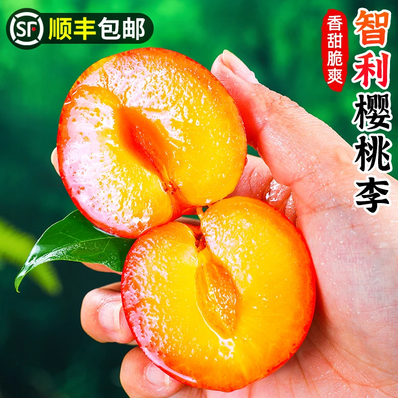 【顺丰包邮】智利进口樱桃李1-5斤李子珠宝李香甜黄肉李新鲜水果