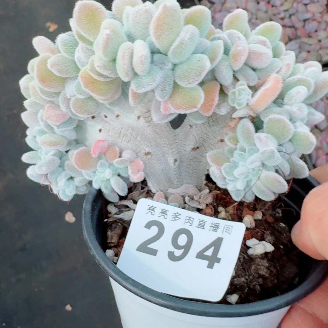 雪晃星缀化      愿你一路坦途，乘风破浪展宏图