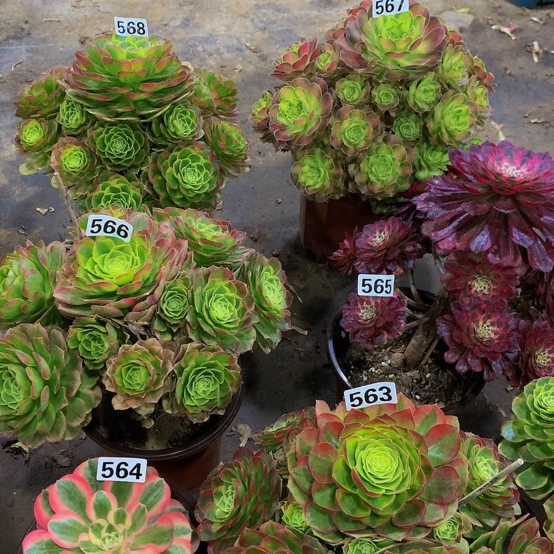 菊****）多肉六颗。00000000