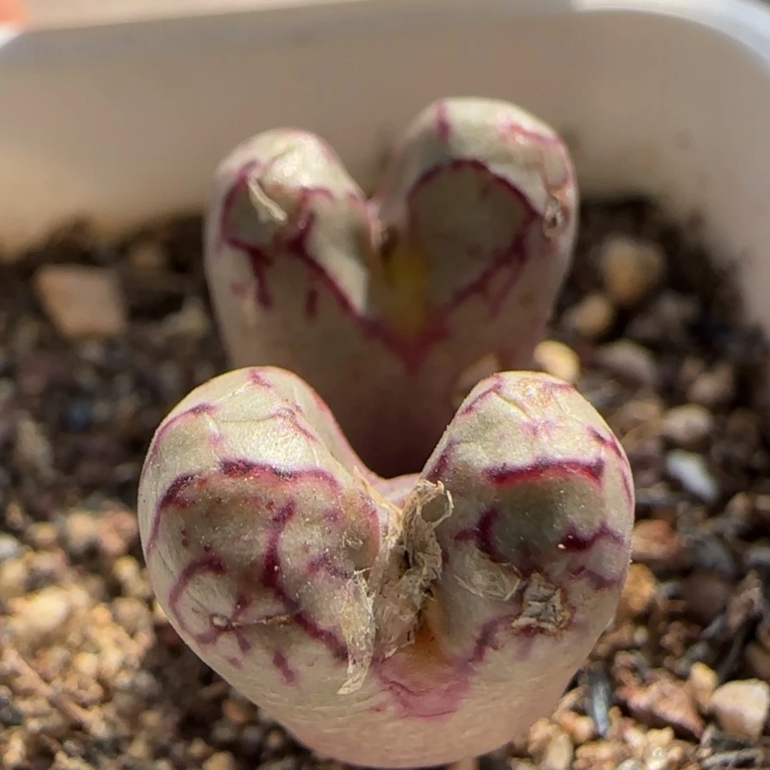 【闪购商品】8058