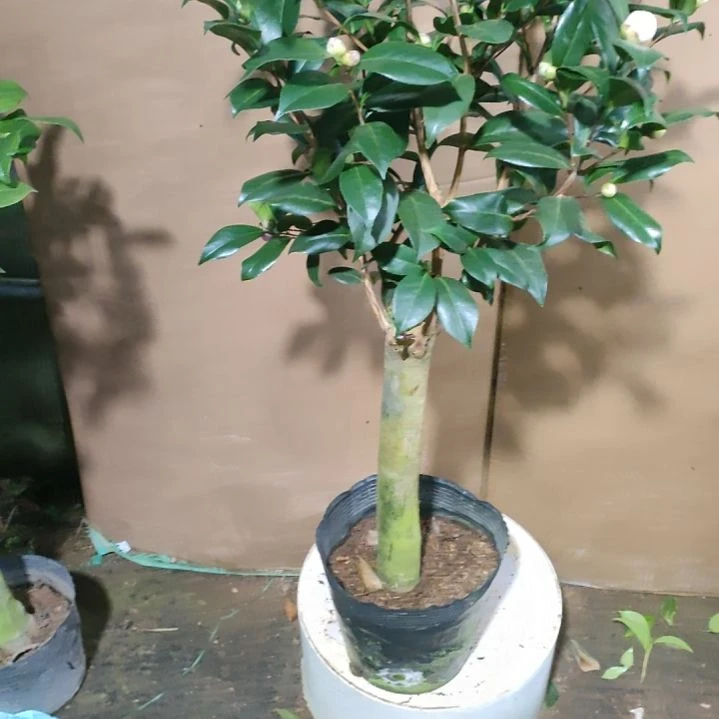 825四品，原盆原土发货，不包邮