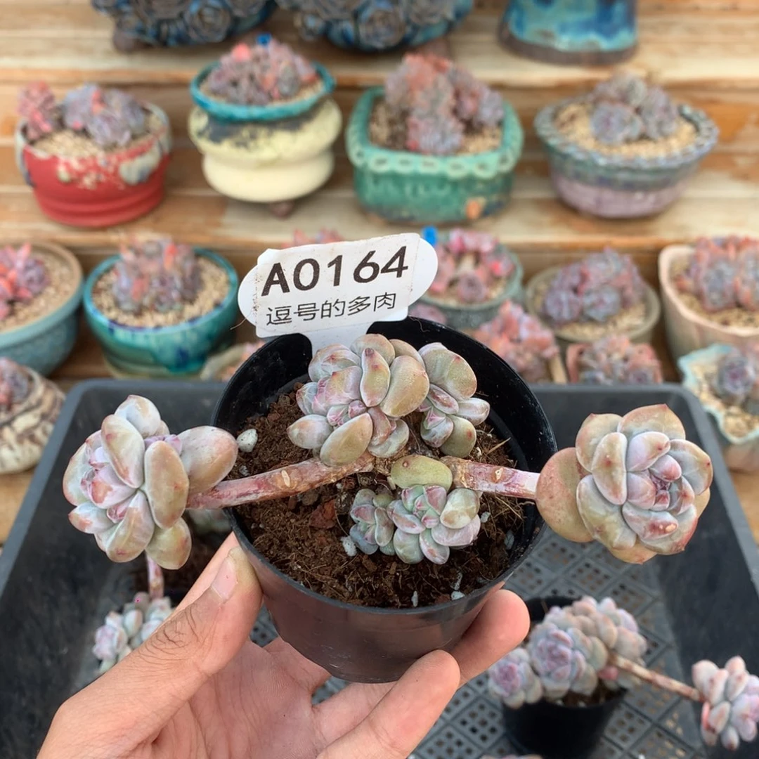 A0164 突尼斯老桩 有砍 13cm