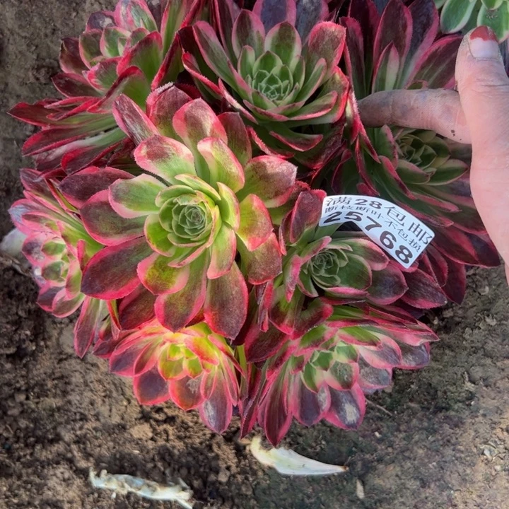 25768海王多肉植物