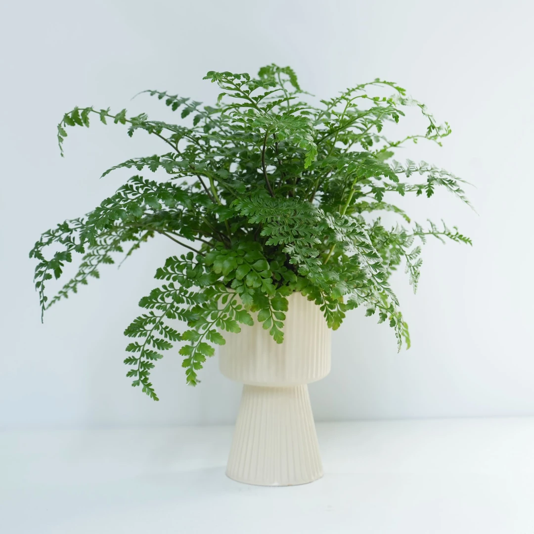 吉姆蕨散枝蓬松室内多年生治愈系极 简风-栽种好+高脚竖纹盆+底托