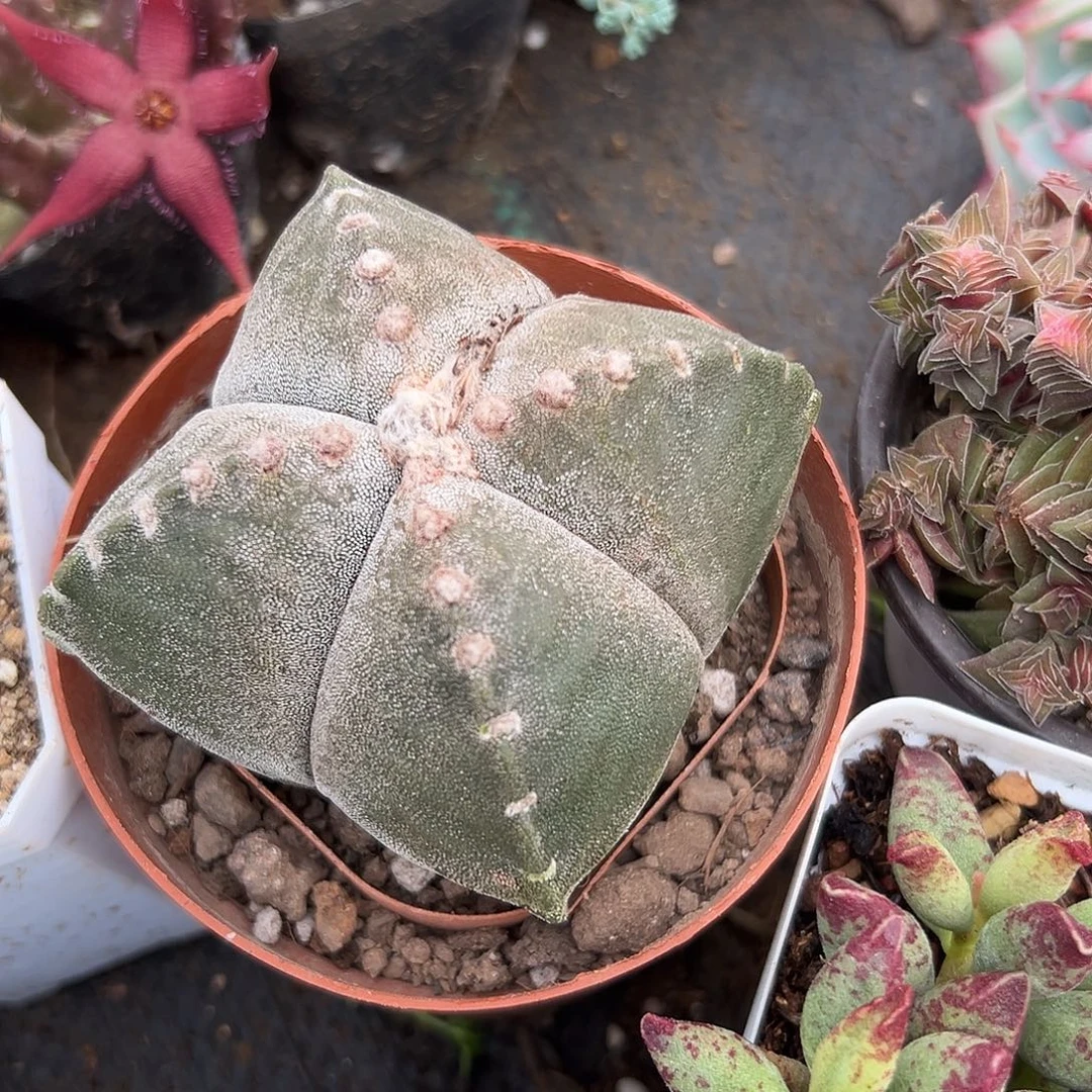 多肉植物多肉植物