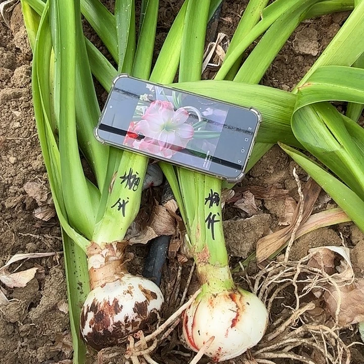 无花朵2个8左右糖果黛丝