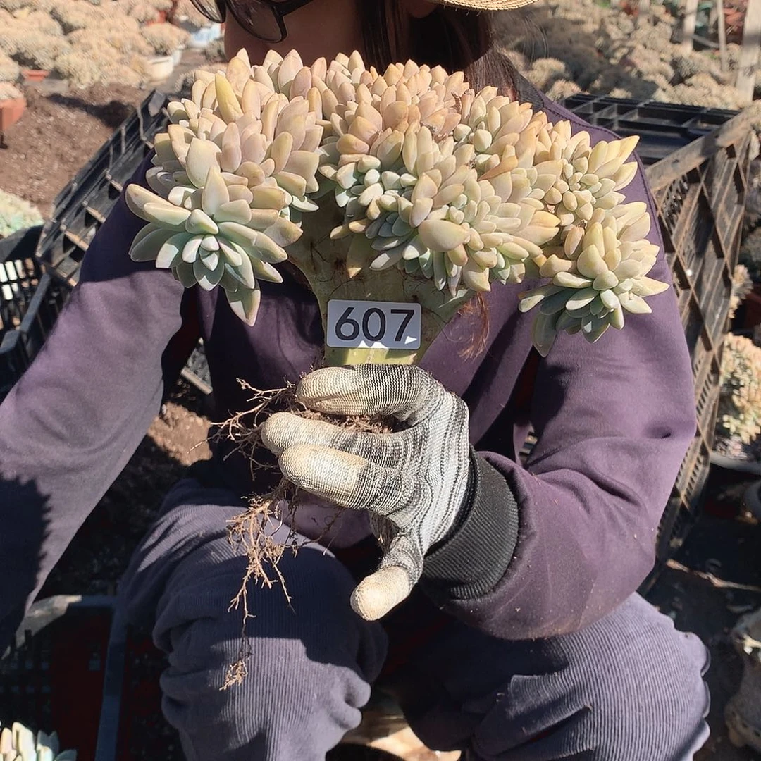 607 淡雪缀 一物一拍