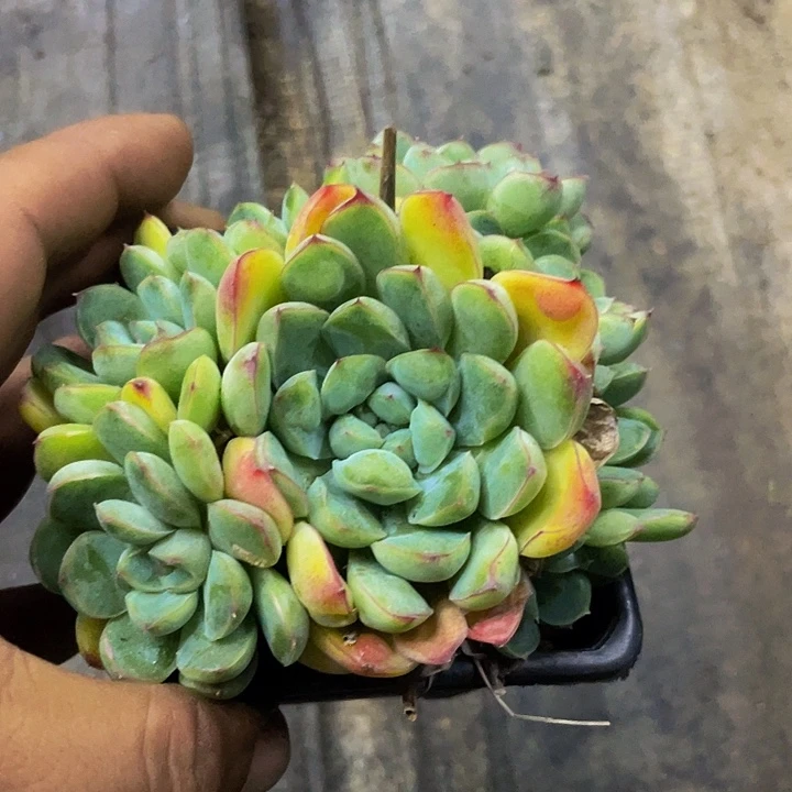 水滴一物一拍哦哦哦