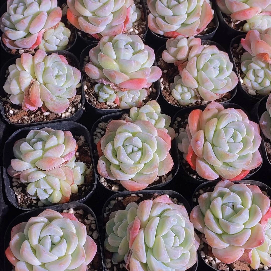 0130-奶油冰玉单头带崽两颗 量拍