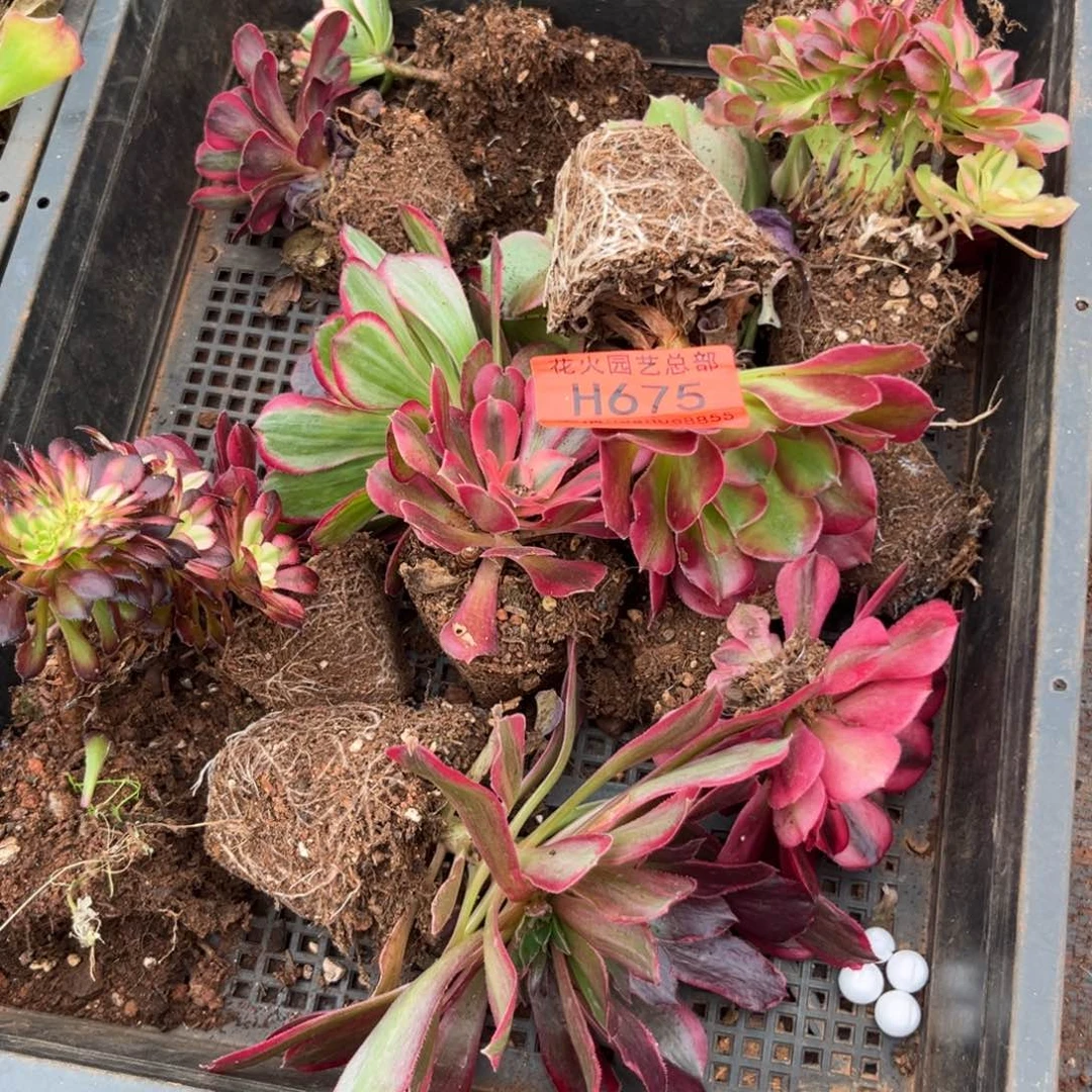 框拍675多肉植物法师