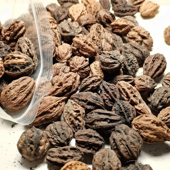 文玩核桃手串老*东北秋子异型22
