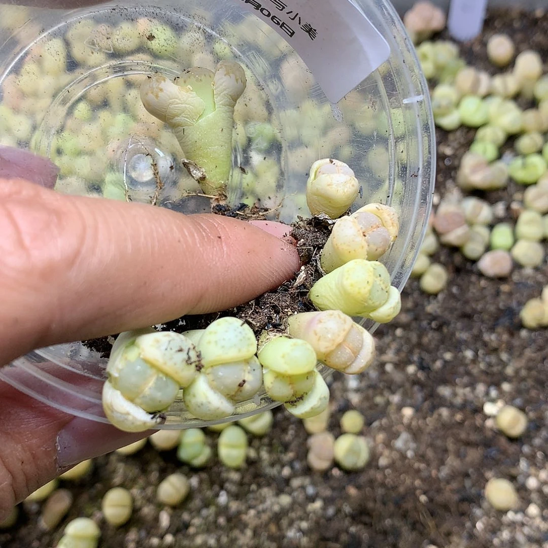 咔**子E06多肉植物保护