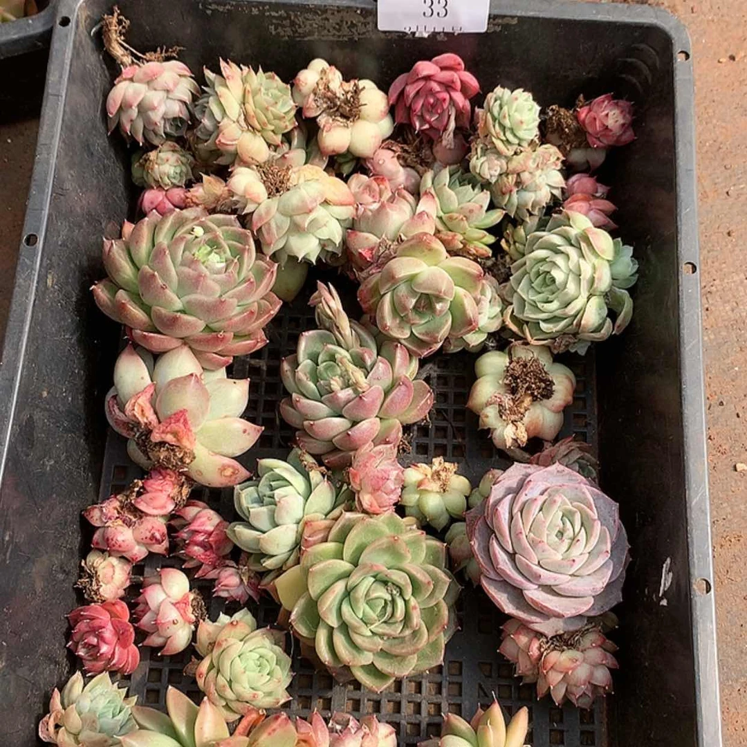 【闪购商品】云33号