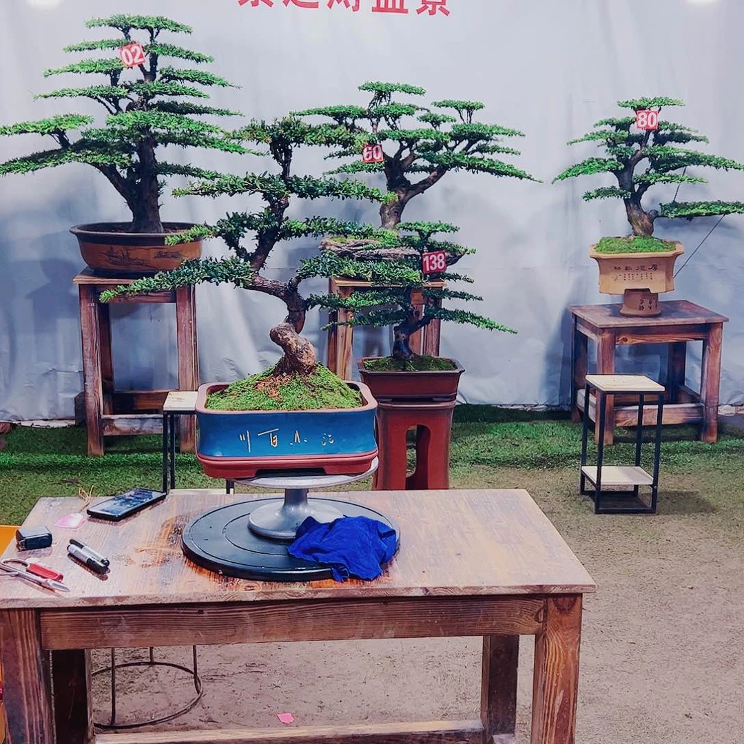 无花朵红芽珍珠罗汉松