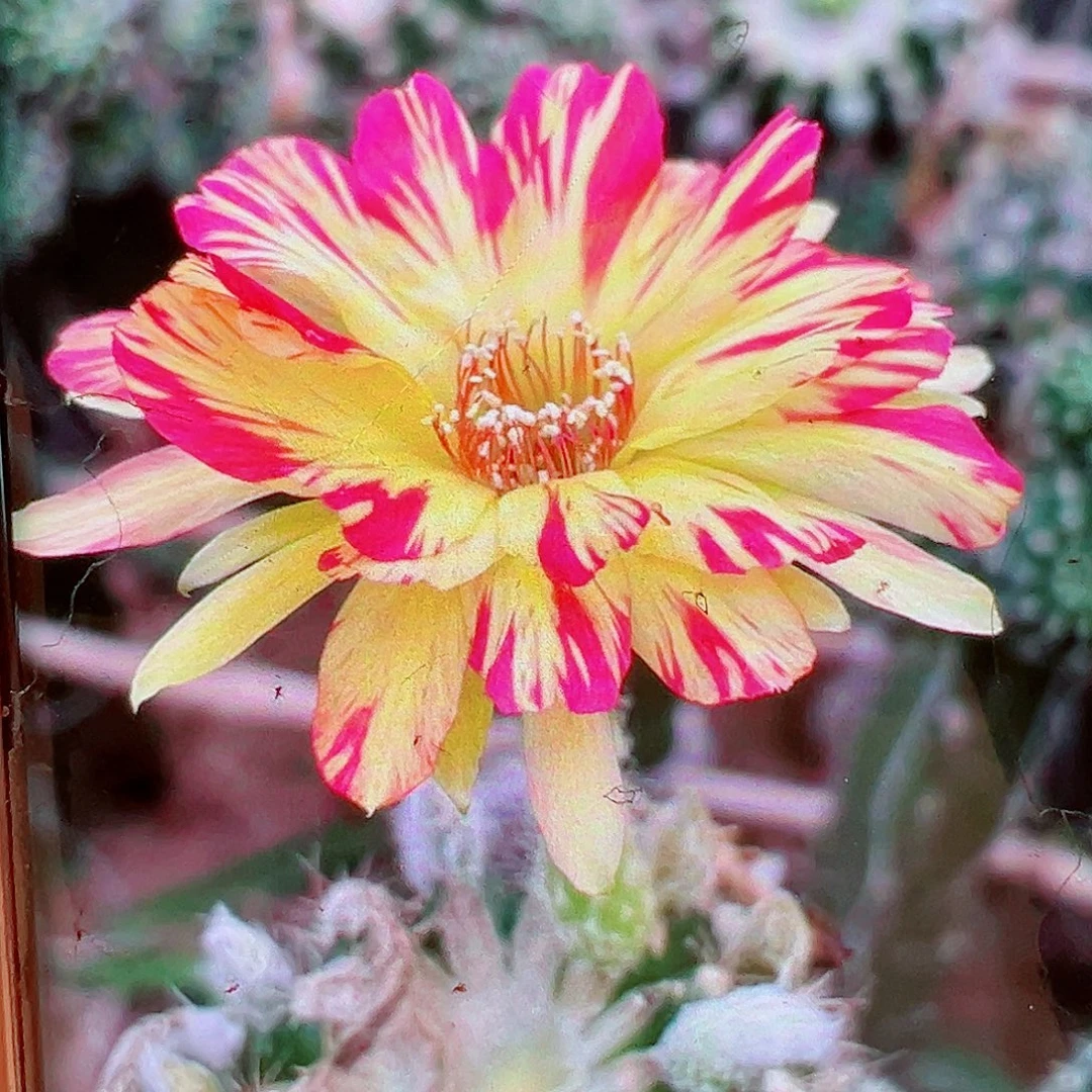 丽花火焰风侧芽 20 包邮