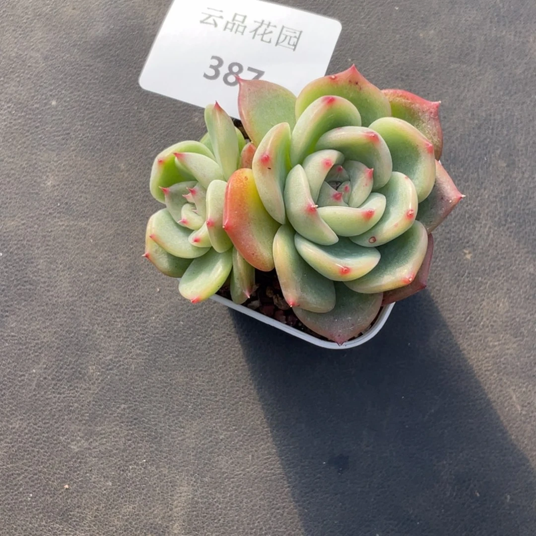 喵***喵387号糖心冰心珍妮