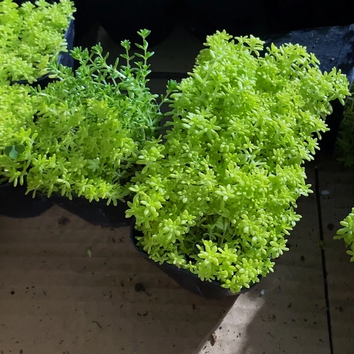 黄金草2.8带盆土发