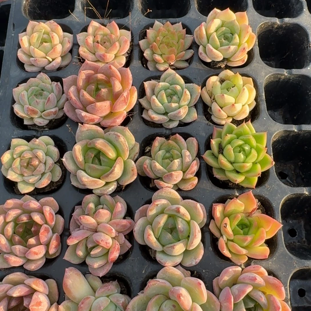 14-38带颜色的珍妮混合二十颗量拍穴盘左八