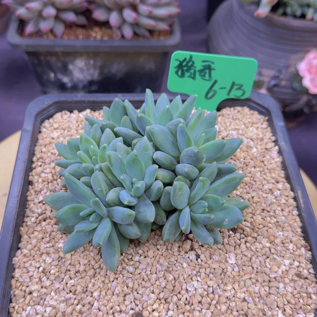 会***猪美人多肉植物 000000