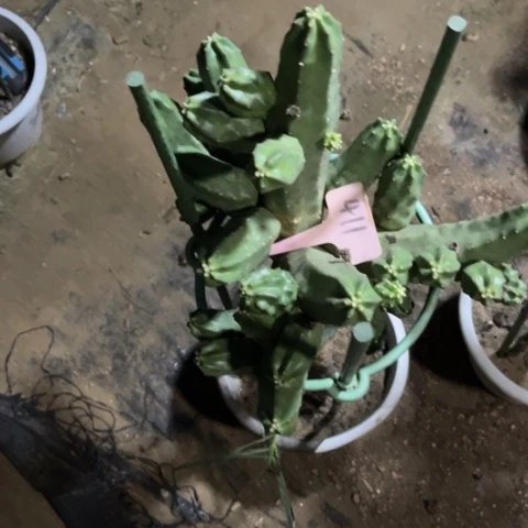 风***诺嫁接桃太郎无售后411