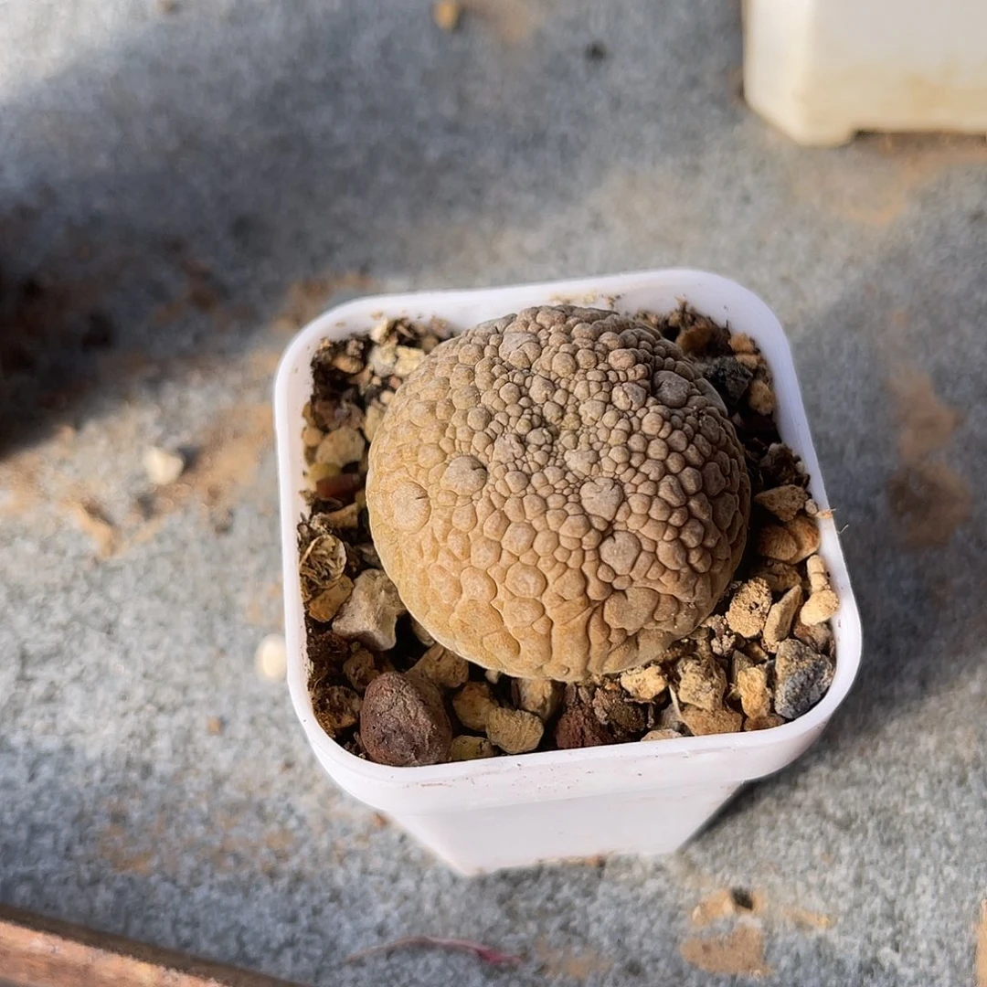 实生佛头凝蹄玉一物一拍