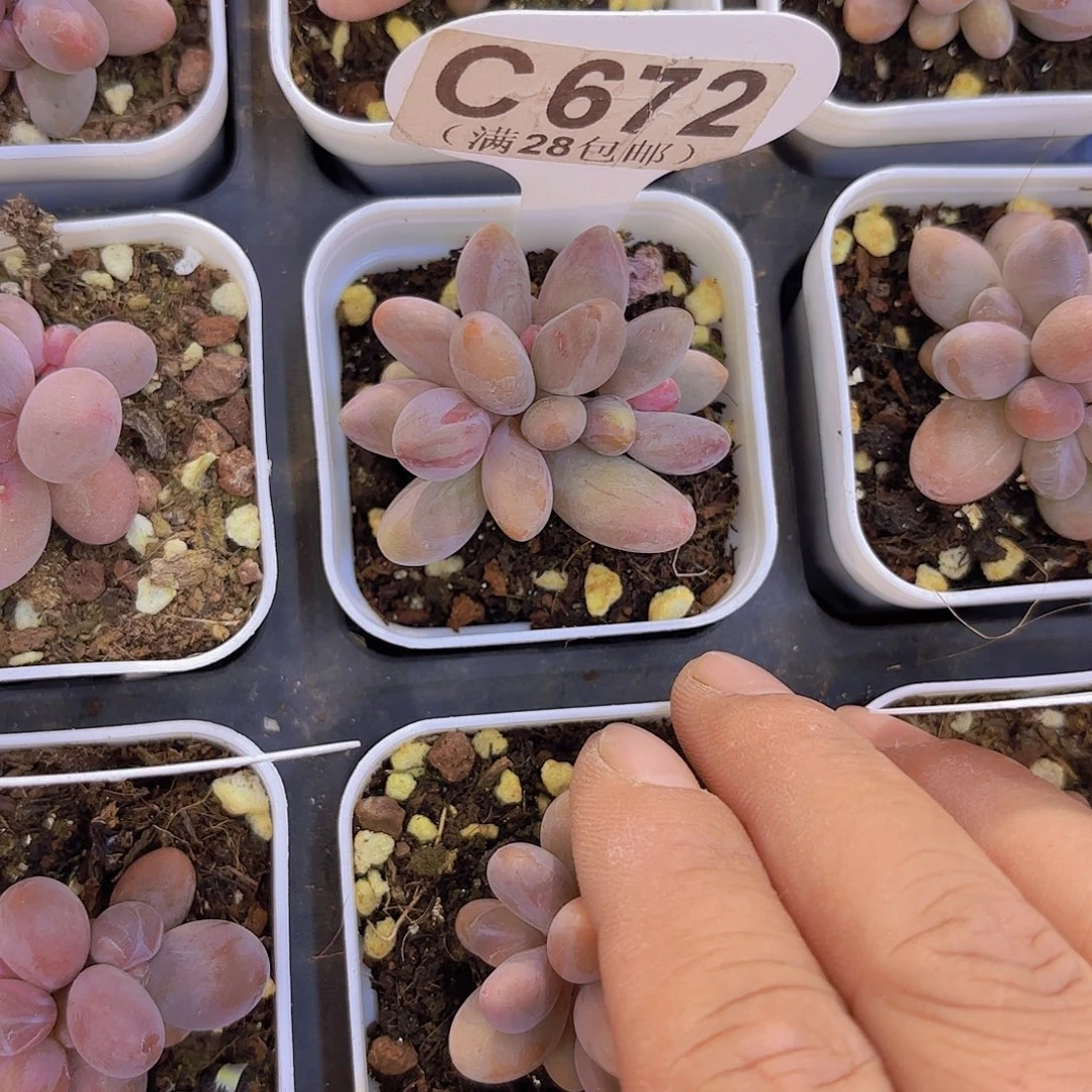 C672彩虹手指一物一拍