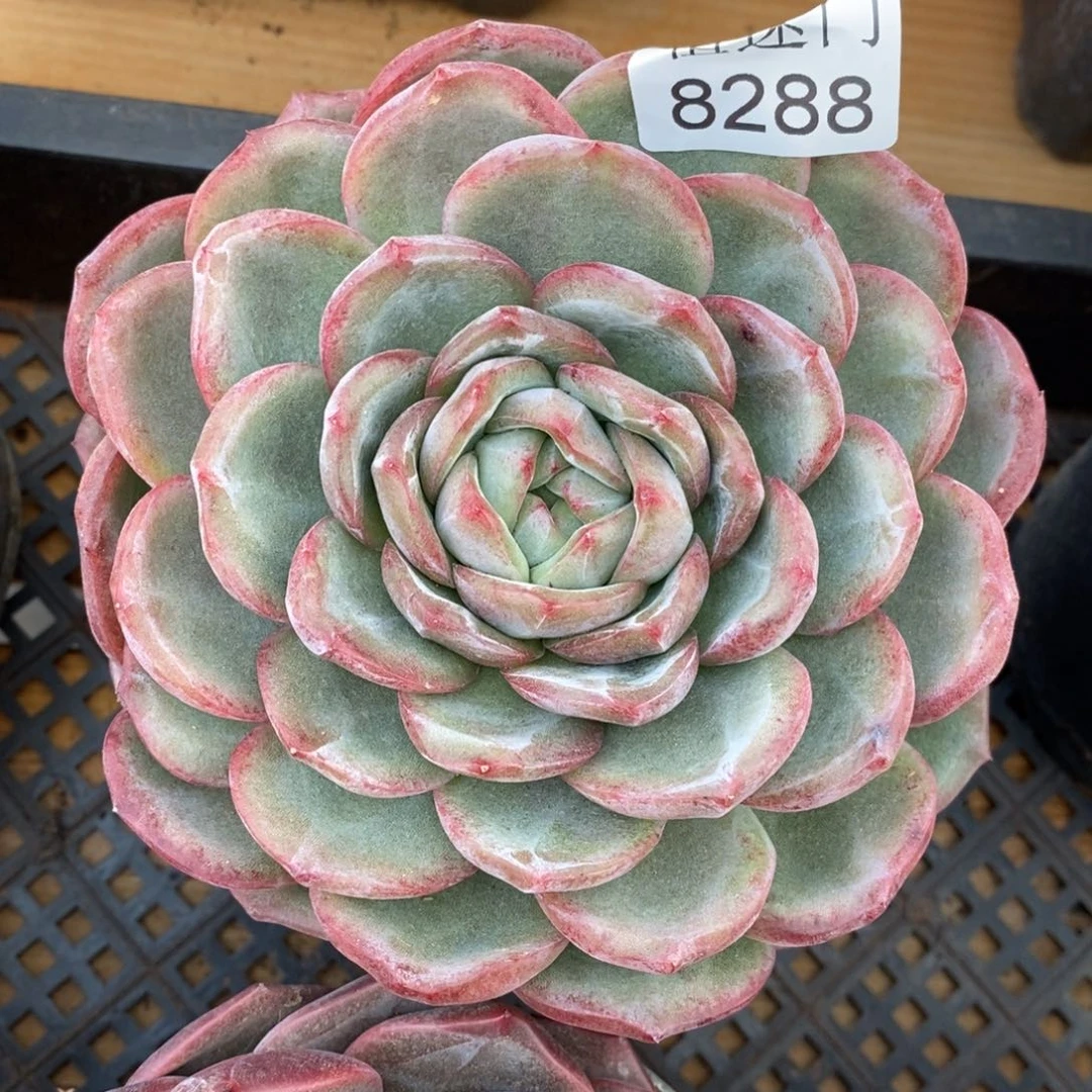 茉***沫生日福利九折~8288~12厘米