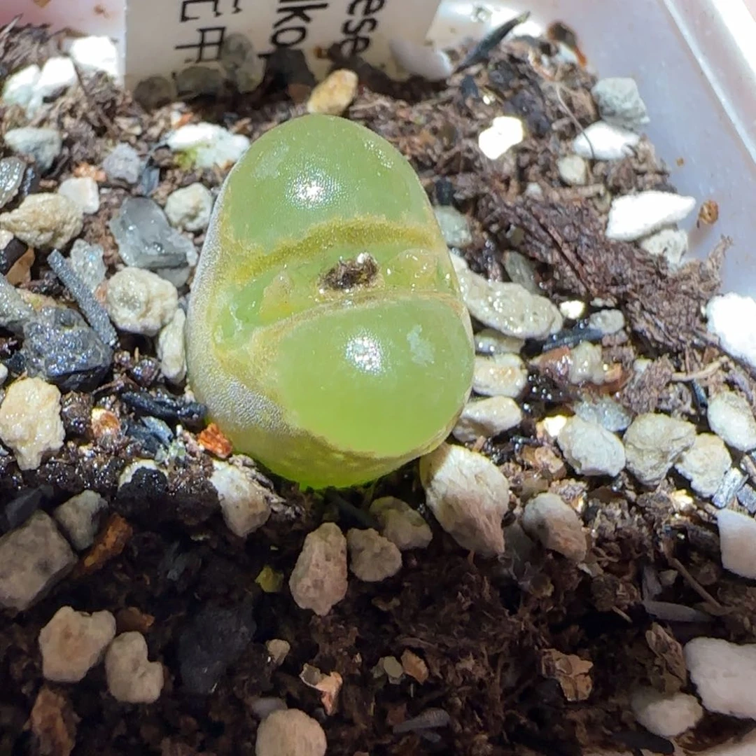 肉锥多肉植物百科7-温莎城堡790