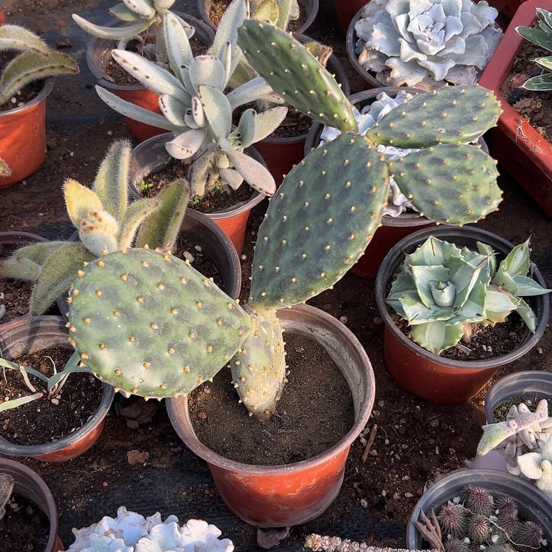 多肉植物银盾仙人掌