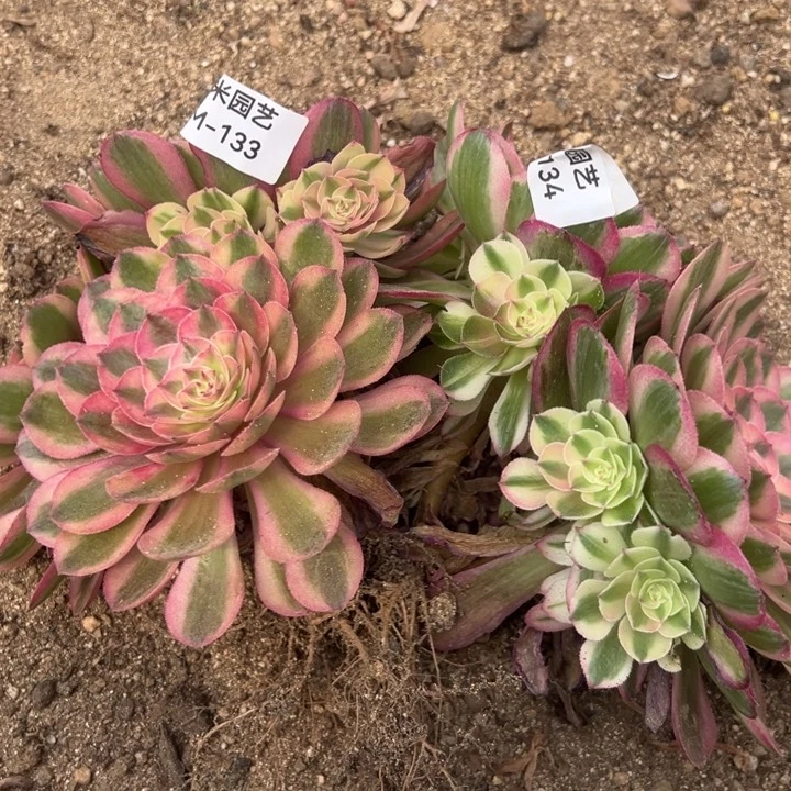 金****?倾城两颗多肉植物133-34