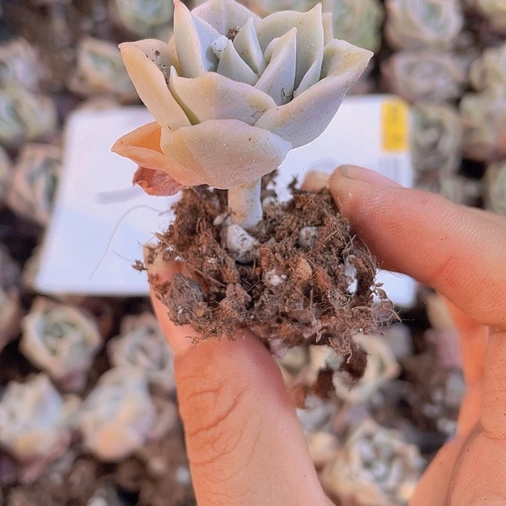 98精品可爱玫瑰2颗一组