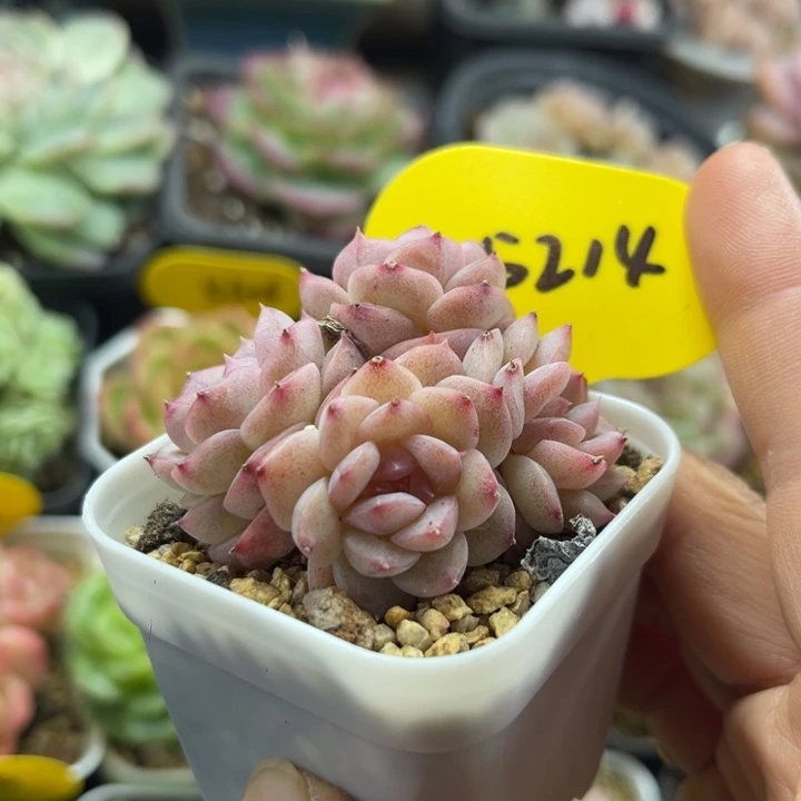 甜心D，4头群5214可拍