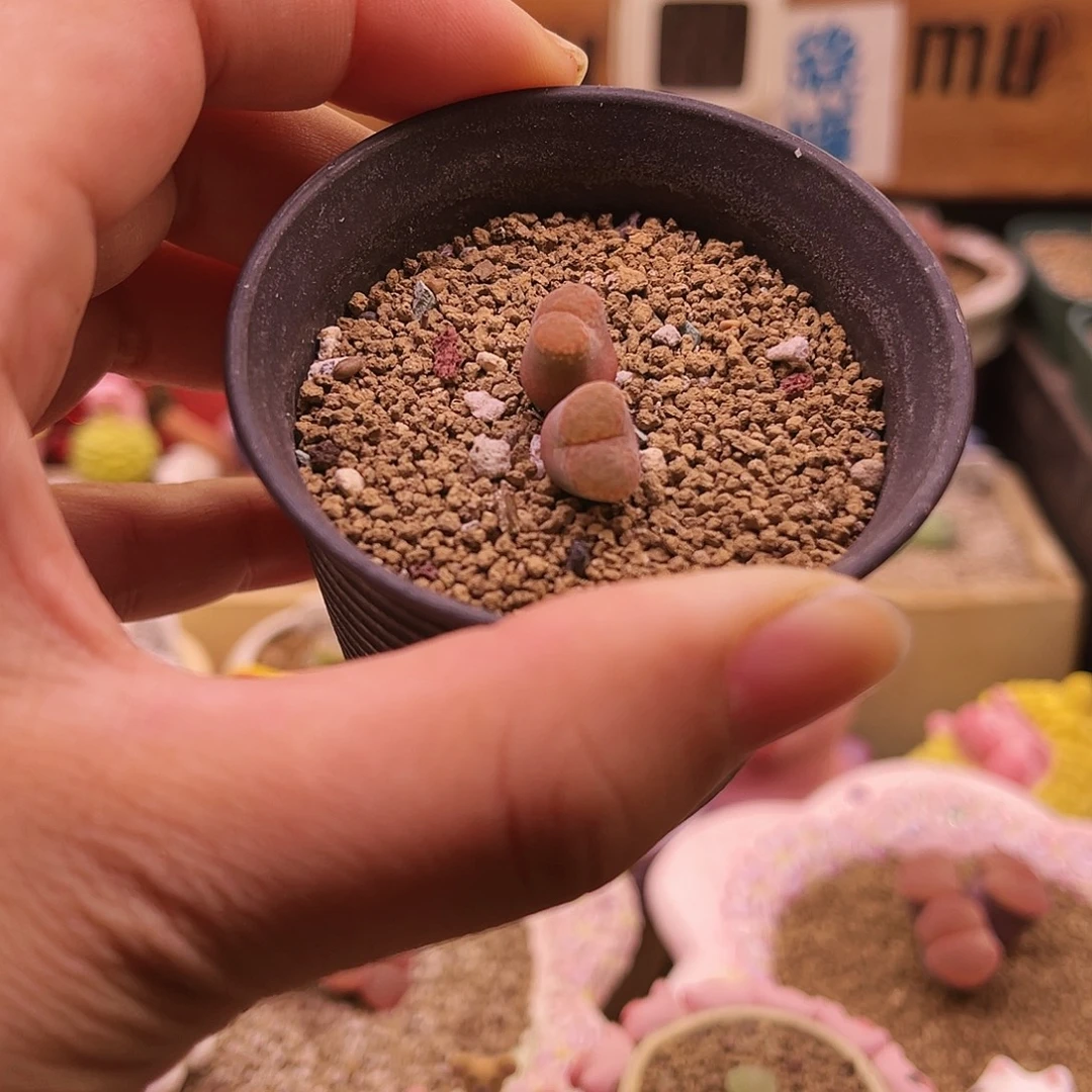 双头红胖胖可带盆土发货