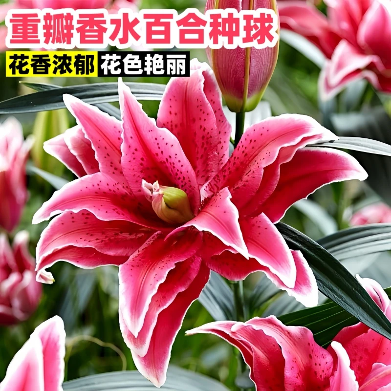 【带芽发货】香水百合种球四季种植耐寒种球进口百合室内阳台盆栽
