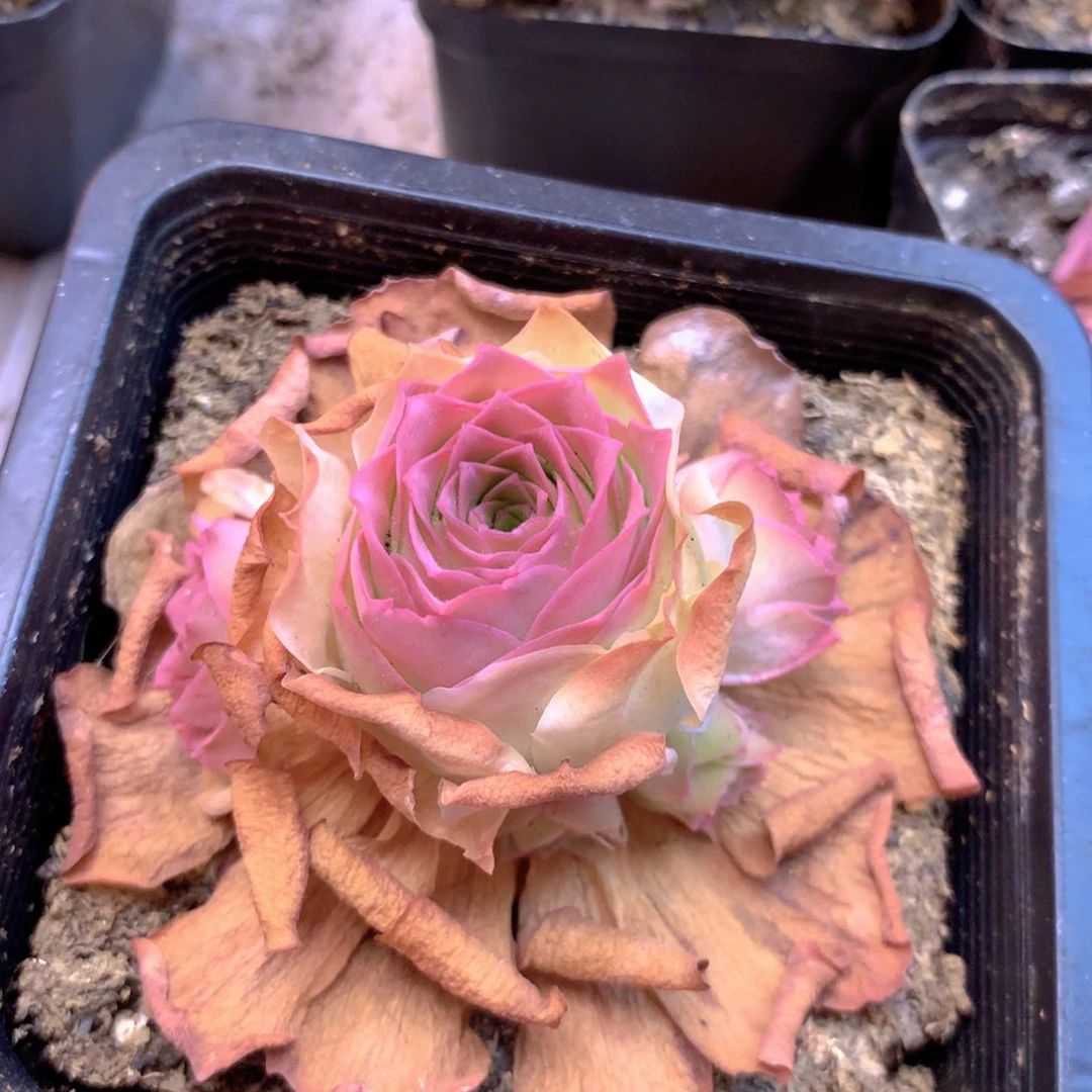 隐****膀一物一拍追光者下播福利