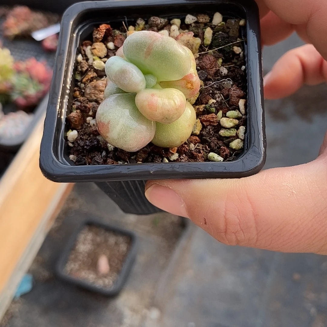 1292油煎丸子奶酪彩锦多肉植物