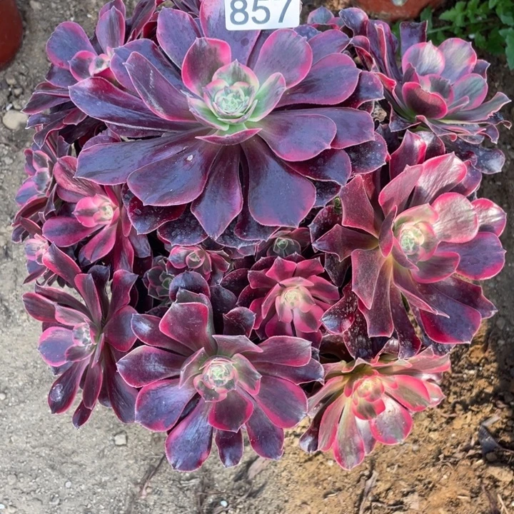 似****857美杜莎补价多肉植物