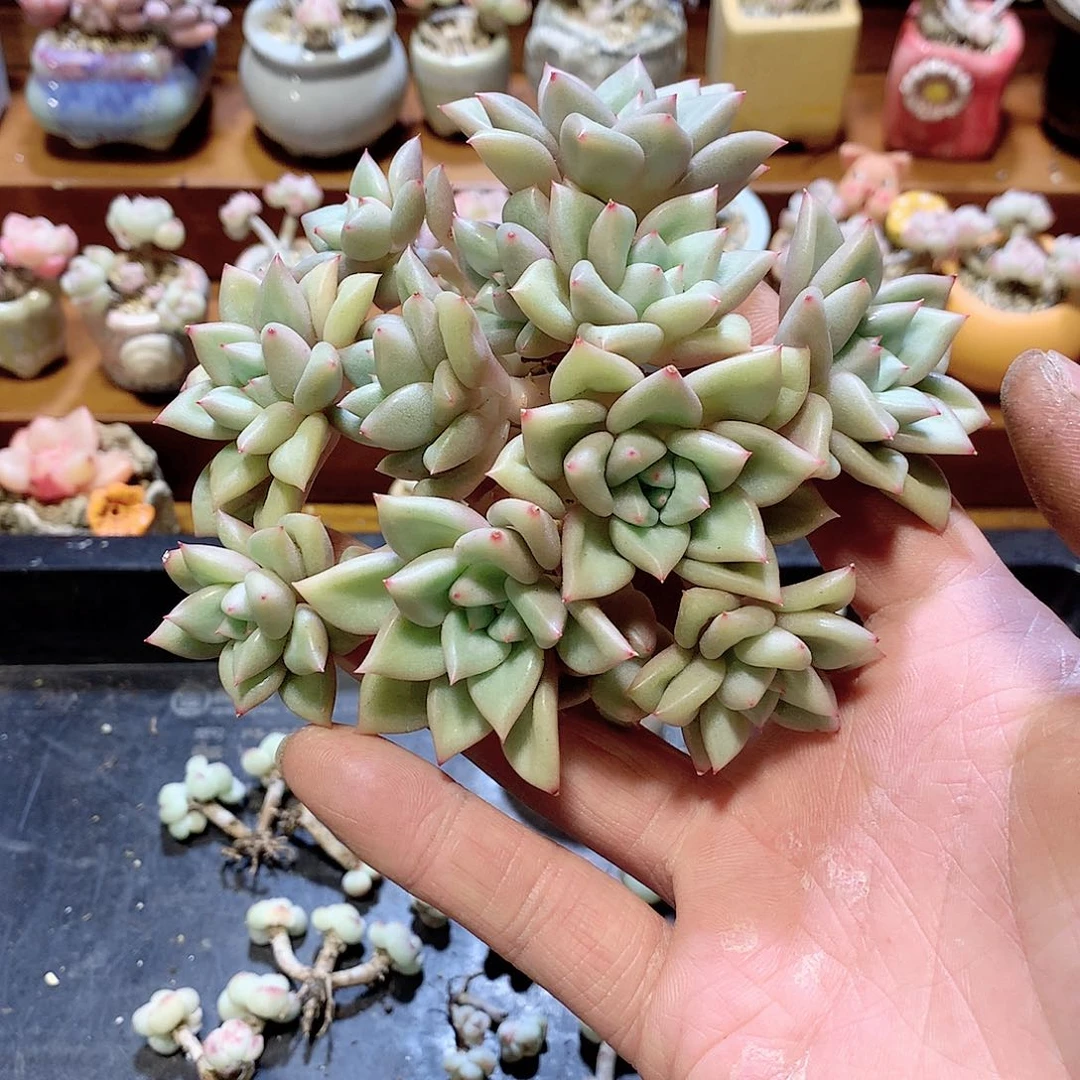 静****静妈的黄金象牙多肉一颗