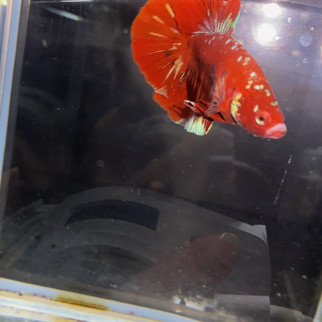 斗鱼370巨斗11111