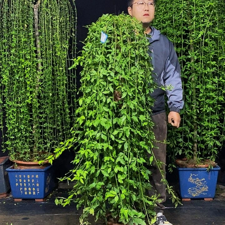 30运费，补差价，一物一拍