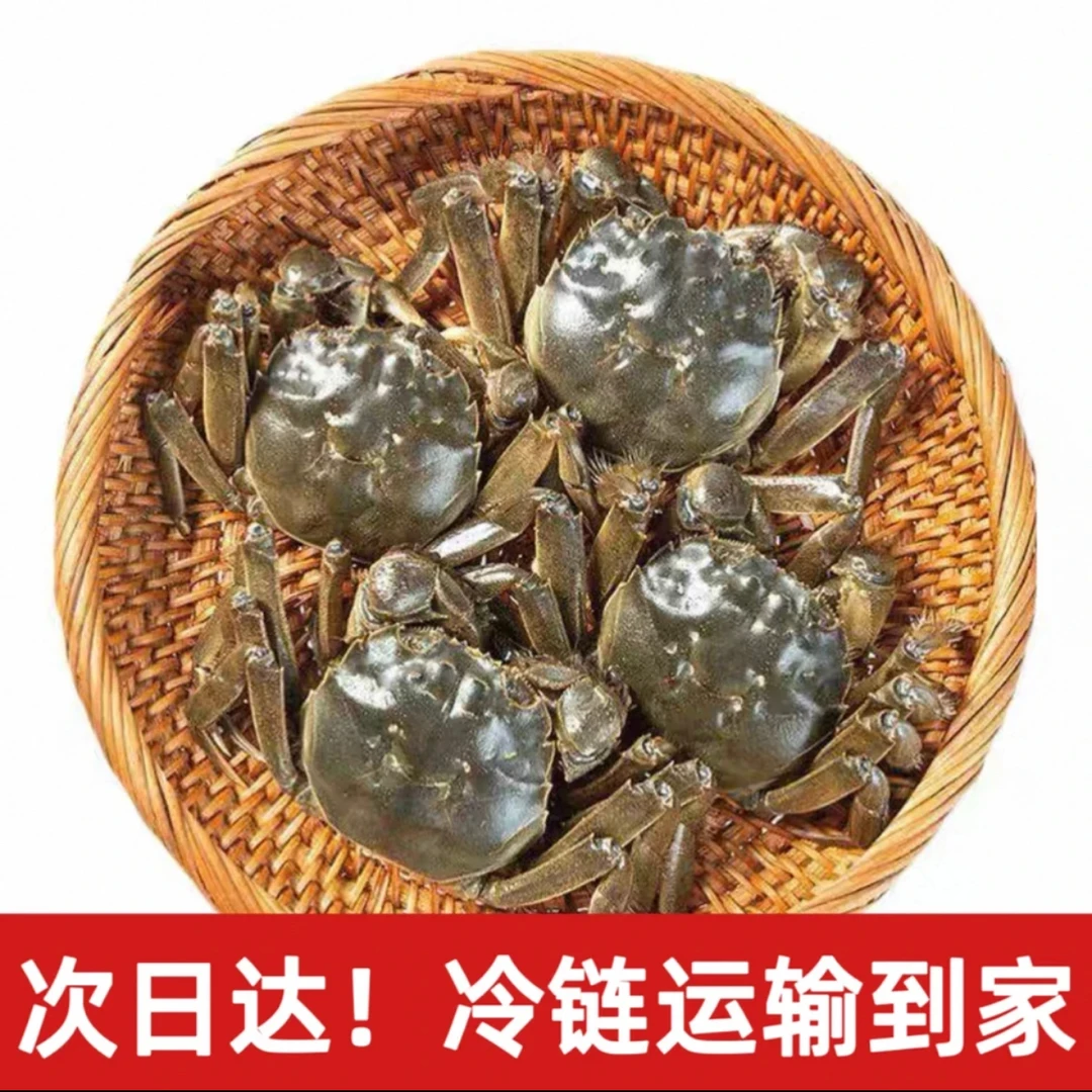 【活蟹】盘锦河蟹 全母蟹 1.6-1.4两/只 10只 京东次日达