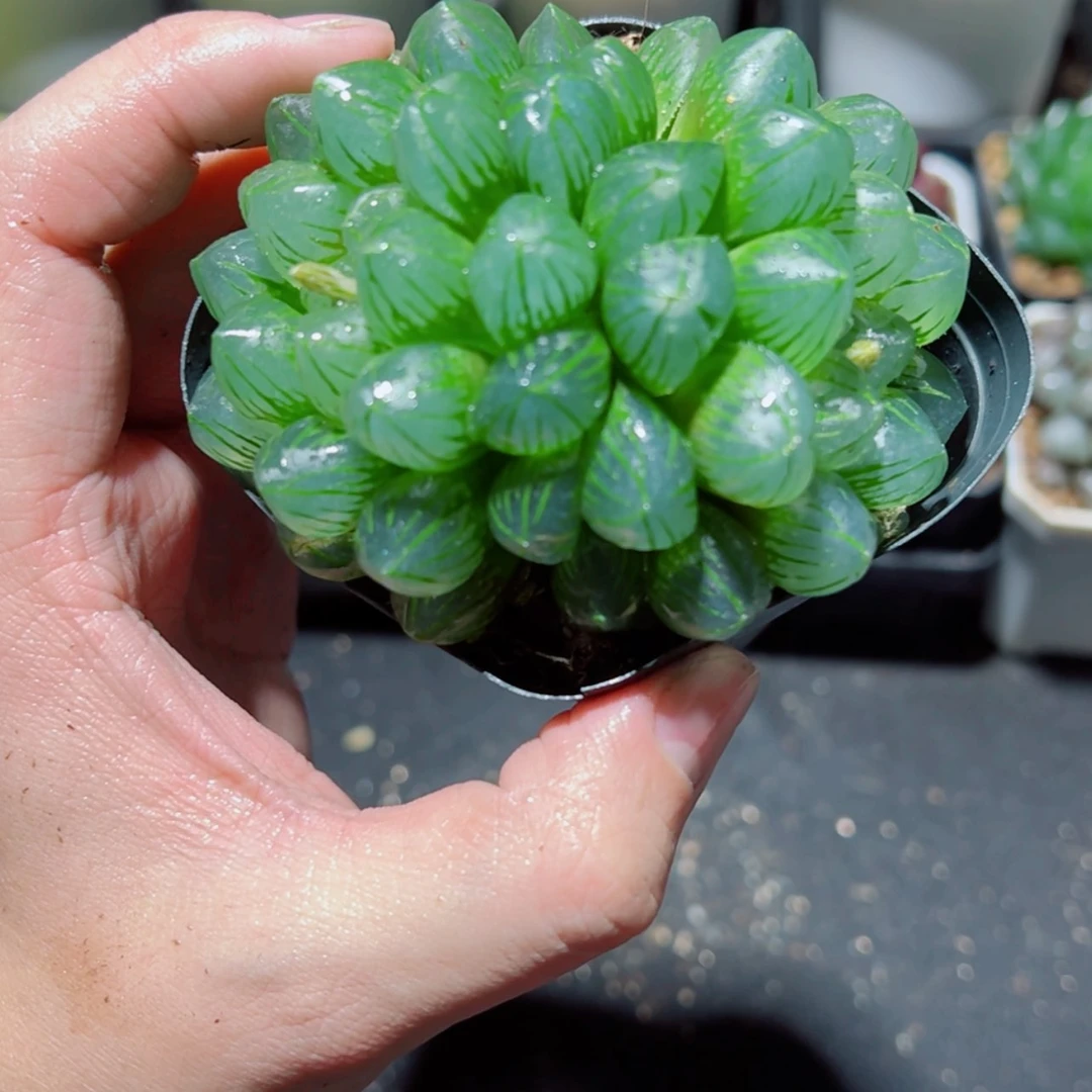 【闪购商品】双头OM玉露
